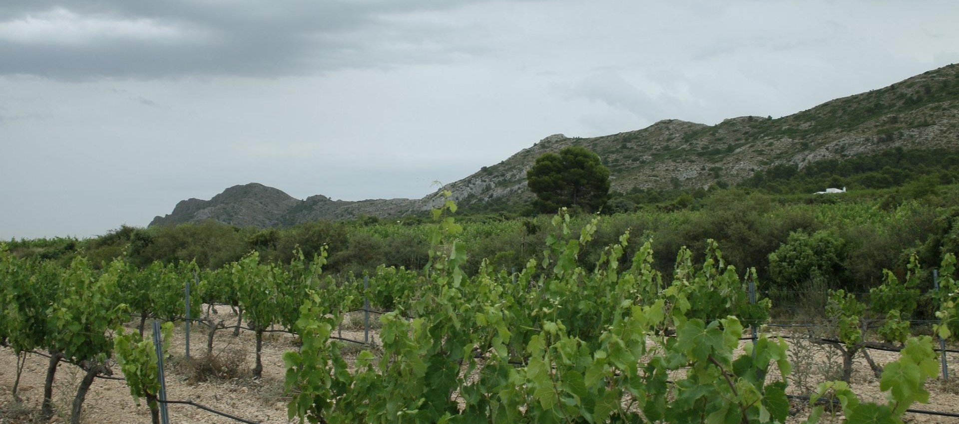 Nueva construcción  - Villa - Yecla