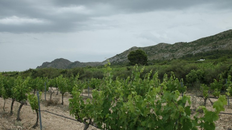 Nueva construcción  - Villa - Yecla