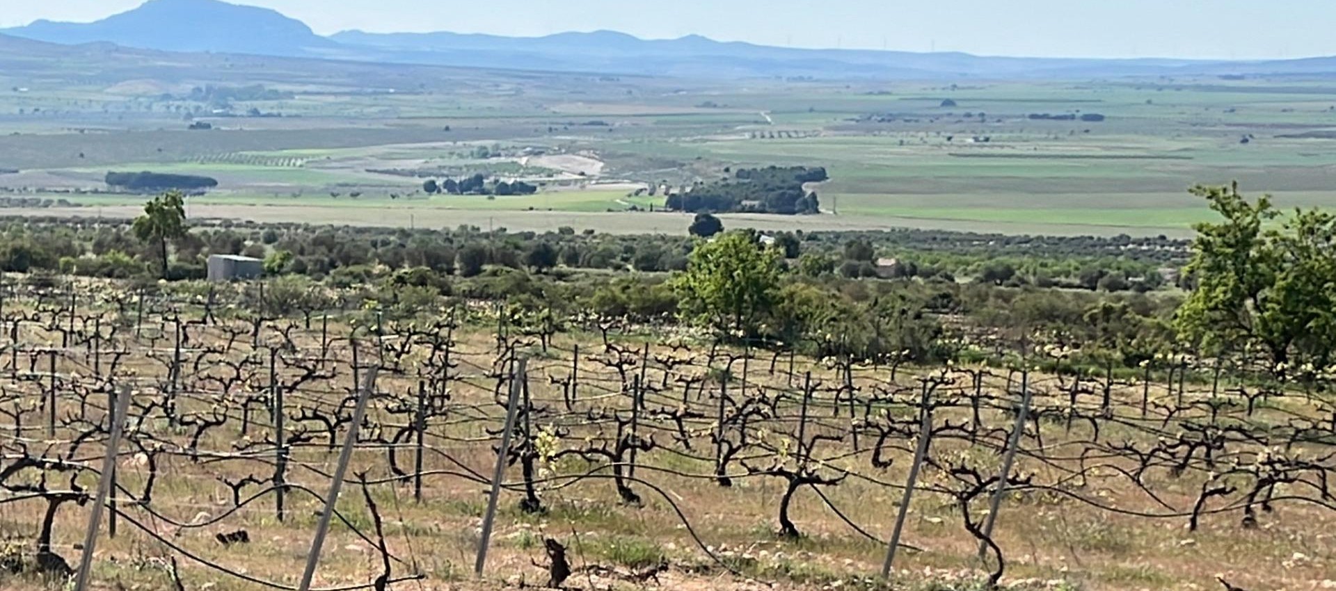 Nueva construcción  - Villa - Yecla