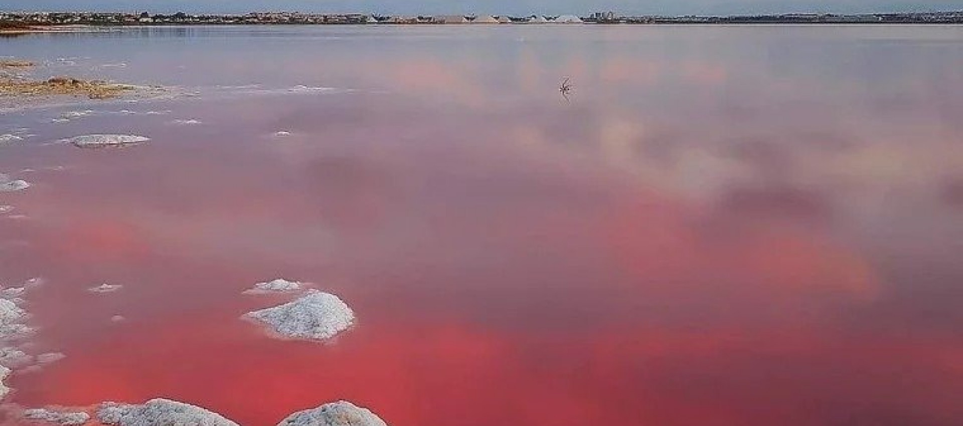 Nouvelle construction - Bungalow - Torrevieja - Lago Jardín II